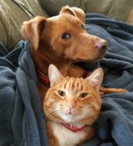 Перейти к тесту «Кто ты: Кот или собака?» на сайте ProfTest.ME