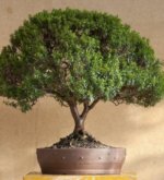 Перейти к тесту «Проективный тест «Дерево»» на сайте ProfTest.ME