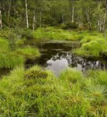 Перейти к тесту «Смог бы ты выжить на болоте?» на сайте ProfTest.ME