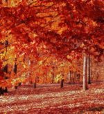 Перейти к тесту «Что тебя ждет осенью?» на сайте ProfTest.ME