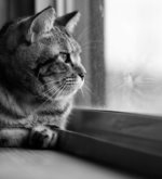 Перейти к тесту «Какая печаль в твоем сердце?» на сайте ProfTest.ME