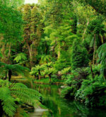 Перейти к тесту «Смог бы ты выжить в джунглях?» на сайте ProfTest.ME