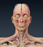 Перейти к тесту «Базовый тест по анатомии» на сайте ProfTest.ME