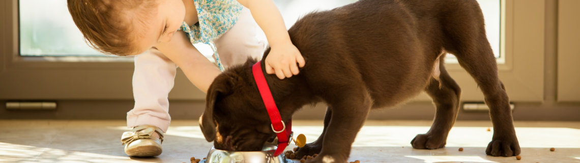 Кормление ребенком домашнего животного Кормление ребенком домашнего животного