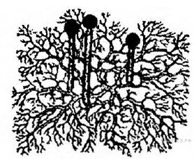 Фото теста «Биология ЦТ №1» на ProfTest.ME: Какой гриб изображен на рисунке: