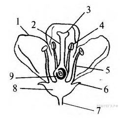 Фото теста «Биология ЦТ №1» на ProfTest.ME: На схеме строения цветка цифрой 8 обозначена(-о):