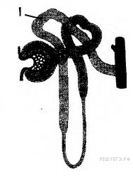 Фото теста «Биология ЦТ №1» на ProfTest.ME: Выберите признаки, характерные для структурного элемента нефрона, обозначенного на 1 рисунке цифрой 1:
а) расположен в мозговом веществе почки; б) оплетен вторичными капиллярами;
в) участвует в образовании конечной мочи; г) обеспечивает фильтрацию плазмы крови.