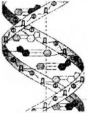 Фото теста «Биология ЦТ №2» на ProfTest.ME: Скажите, элементарной единицей какого уровня организации живых систем является биологический объект, изображенный на рисунке: