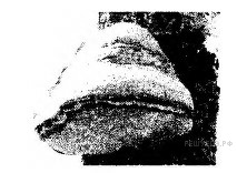 Фото теста «Биология ЦТ №2» на ProfTest.ME: Какой гриб на картинке: