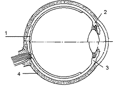 Фото теста «ЕГЭ по биологии» на ProfTest.ME: Какой цифрой обозначена сетчатка глаза?