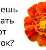 Перейти к тесту «Тест на знание растений» на сайте ProfTest.ME