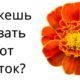 Фото к записи «Тест на знание растений» на ProfTest.ME