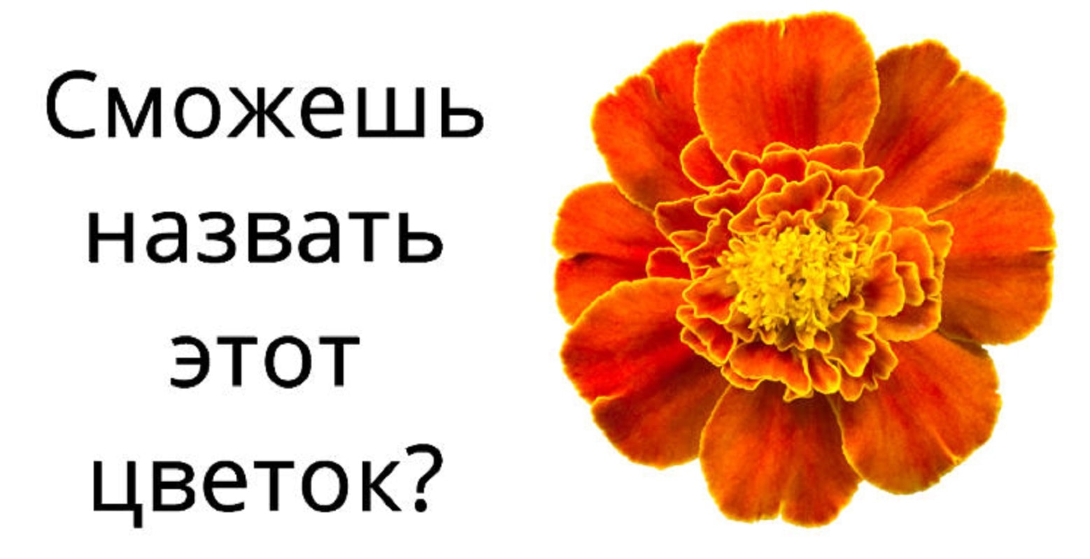 Тест на знание растений – ProfTest.me: все тесты онлайн