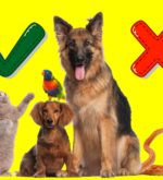 Перейти к тесту «Тест — разбираешься ли ты в животных?» на сайте ProfTest.ME