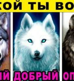 Перейти к тесту «Тест — какой ты волк по характеру?» на сайте ProfTest.ME