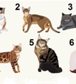 Перейти к тесту «Тест — вы разбираетесь в кошках?» на сайте ProfTest.ME